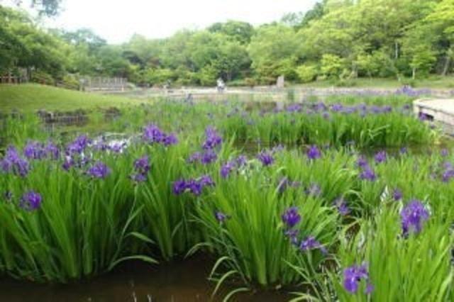 【花・見ごろ】大泉緑地　カキツバタ