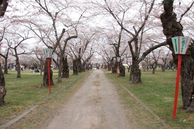 第76回もりまち桜まつり