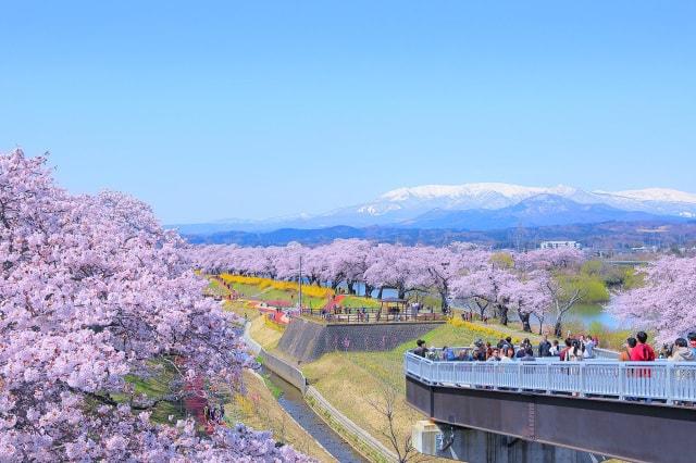 しばた桜まつり