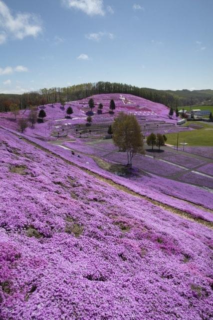 ひがしもこと芝桜まつり