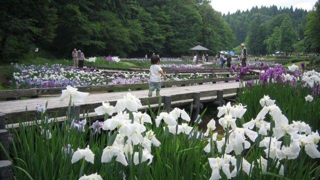 花菖蒲まつり