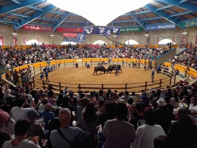 定期闘牛大会　秋場所