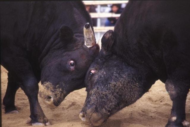 定期闘牛大会「正月場所」