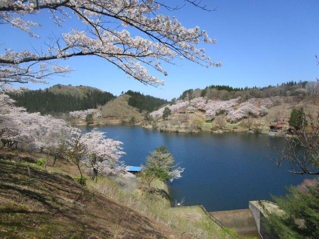 由利本荘春の花めぐり2025　東由利 黄桜まつり
