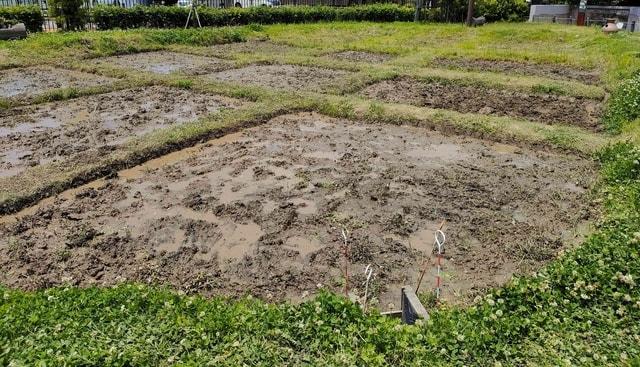 弥生ムラづくりプロジェクト「どろんこで代掻き」