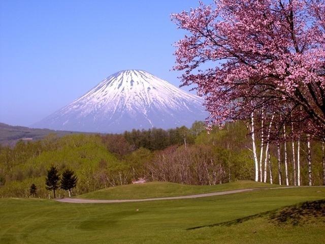 【桜・見ごろ】ルスツリゾートゴルフ72