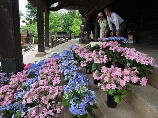 第20回宗吾霊堂紫陽花まつり