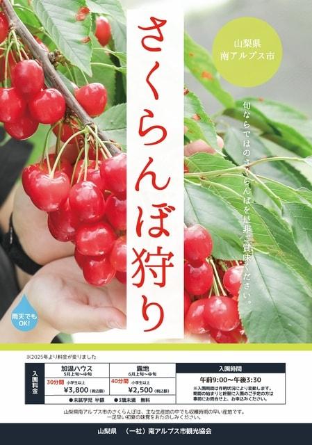 山梨県南アルプス市　さくらんぼ狩り