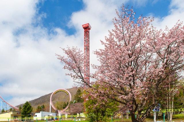 【桜・見ごろ】ルスツリゾート遊園地