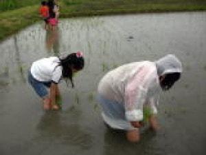 びわ湖こどもの国「田植え体験」