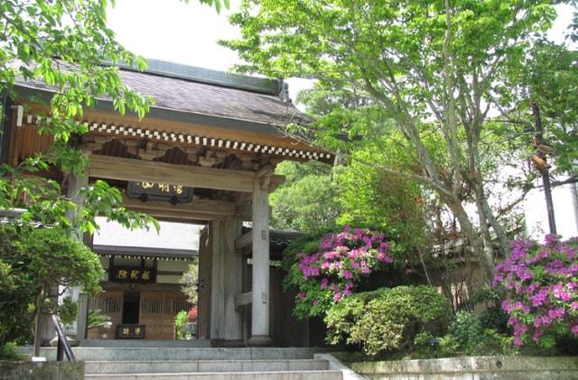 【あじさい・見ごろ】成就院