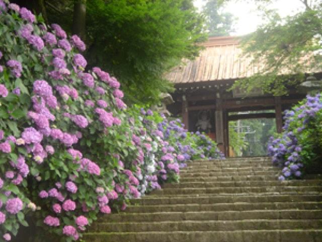 【あじさい・見ごろ】大雄山最乗寺（大雄山あじさい参道）