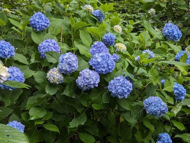 【あじさい・見ごろ】河合寺のあじさい園