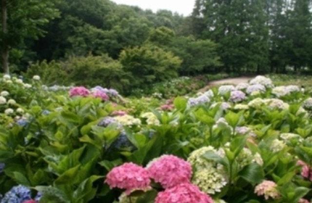 【あじさい・見ごろ】茶屋ヶ坂公園