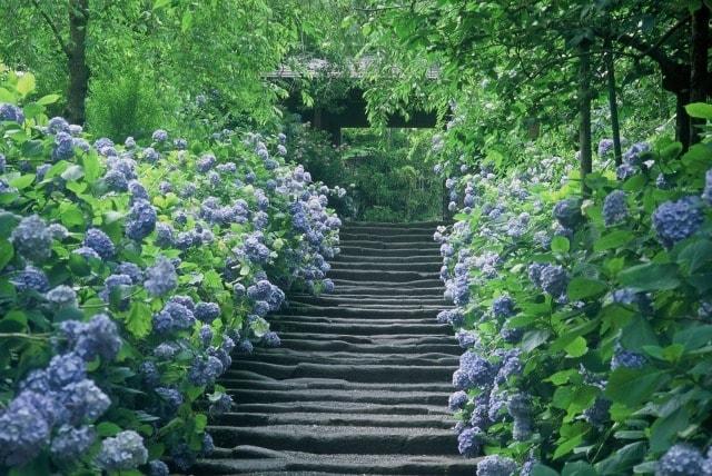【あじさい・見ごろ】明月院