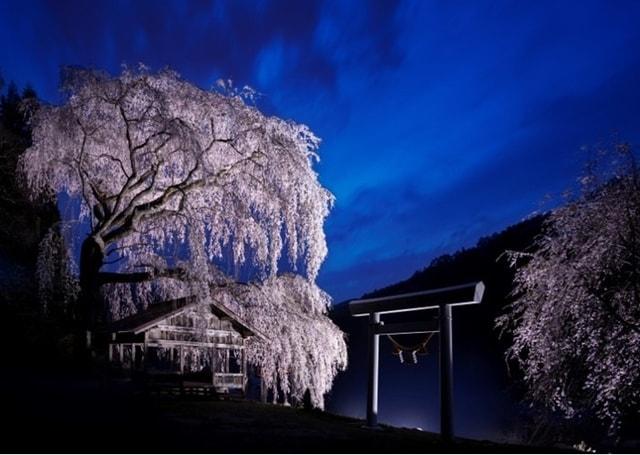 飛騨あさひ桜めぐり