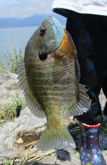 びわ湖で外来魚を釣り上げよう