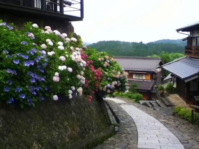 【あじさい・見ごろ】馬籠宿