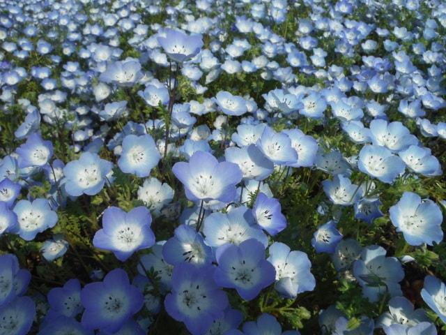 春の花物語