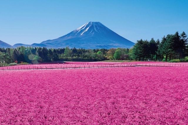 富士芝桜まつり