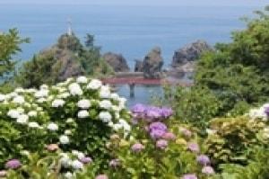 【あじさい・見ごろ】大王あじさい園