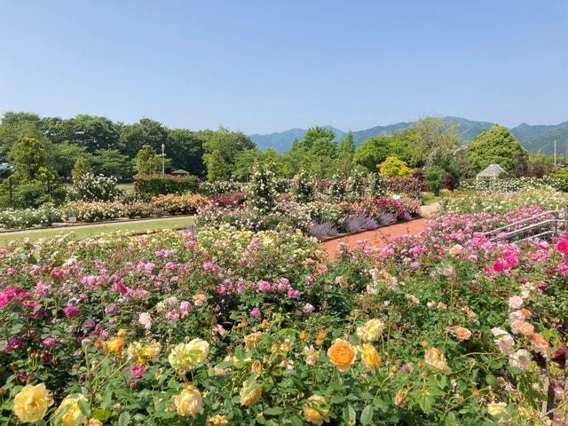 ローズフェア（松阪農業公園ベルファーム）
