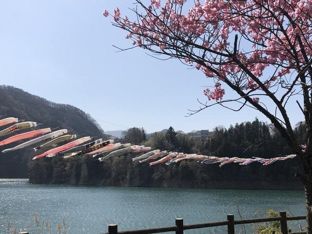 赤谷湖鯉のぼり2025
