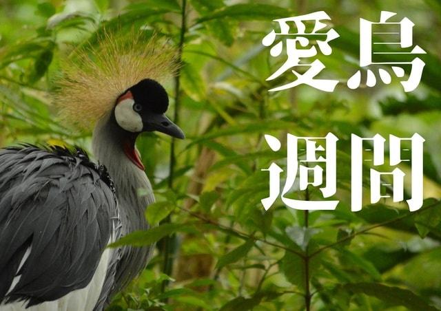 愛鳥週間2025　特別展示