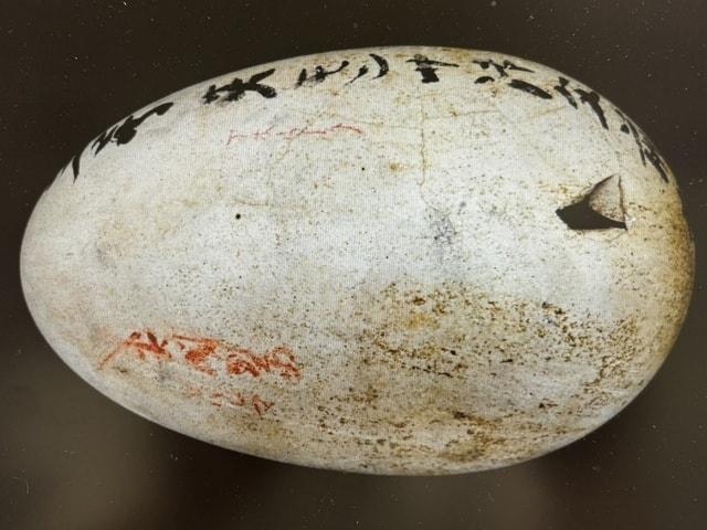 博物館・岐阜大学連携　特別企画展「鳥の卵のひみつ -Bird Eggs-」