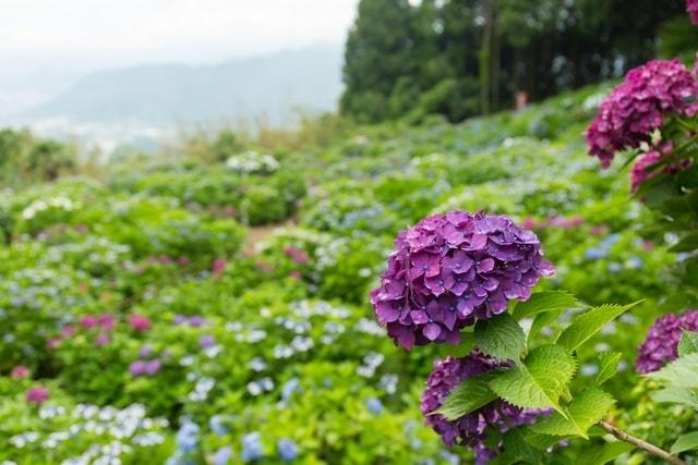 大聖寺　あじさいまつり