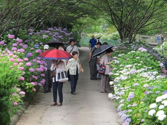 【あじさい・見ごろ】和歌山県植物公園緑花センター