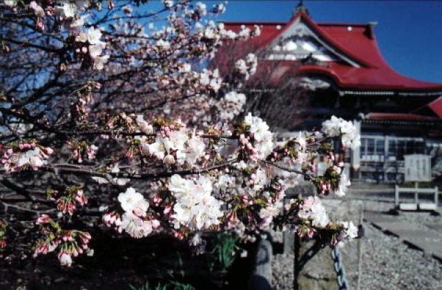 【桜・見ごろ】清隆寺