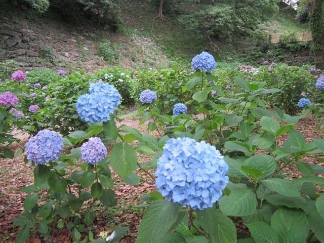 【あじさい・見ごろ】和歌山城