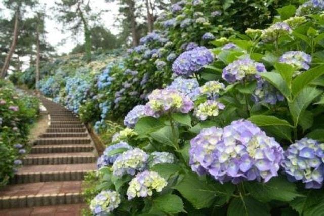 あじさい祭り in 太閤山ランド