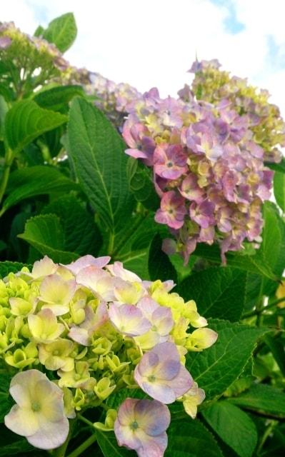 【あじさい・見ごろ】逢束あじさい公園