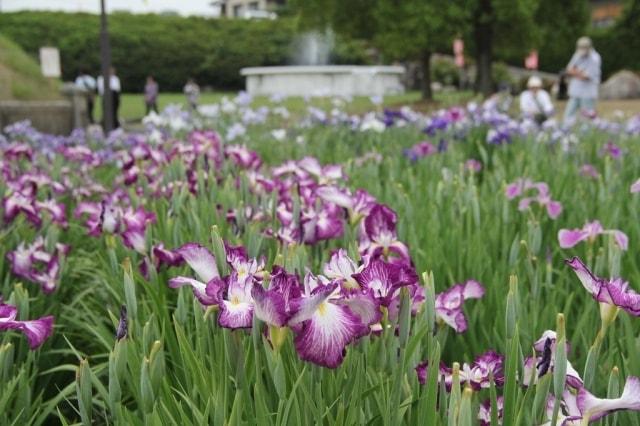 かわつ花菖蒲園　一般開放