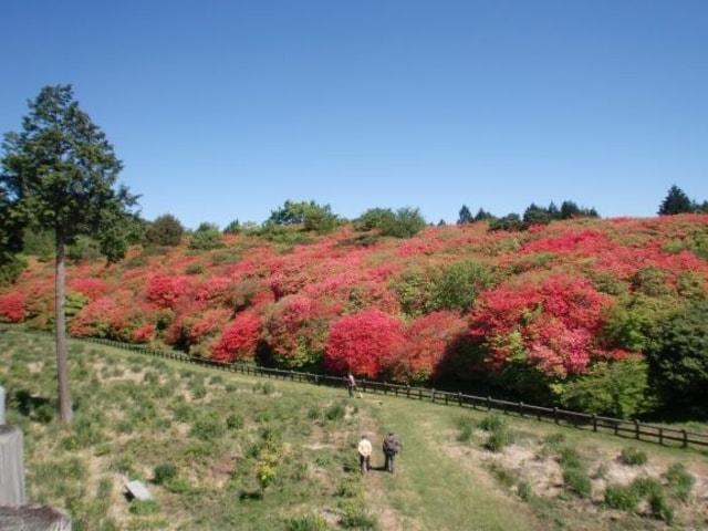 【花・見ごろ】船窪つつじ公園