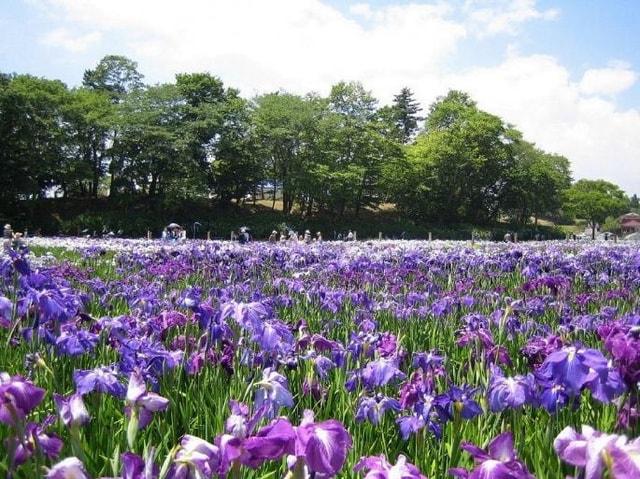 第35回多賀城跡あやめまつり