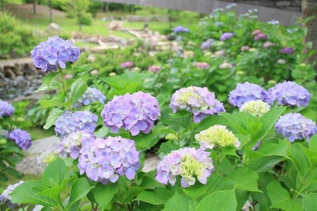 【あじさい・見ごろ】淡路島国営明石海峡公園
