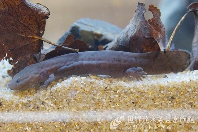 大きなオオサンショウウオの小さな幼生！を展示