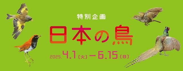 特別企画「日本の鳥」