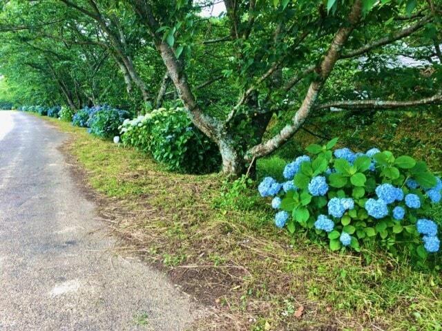 【あじさい・見ごろ】生名谷川沿い あじさいロード
