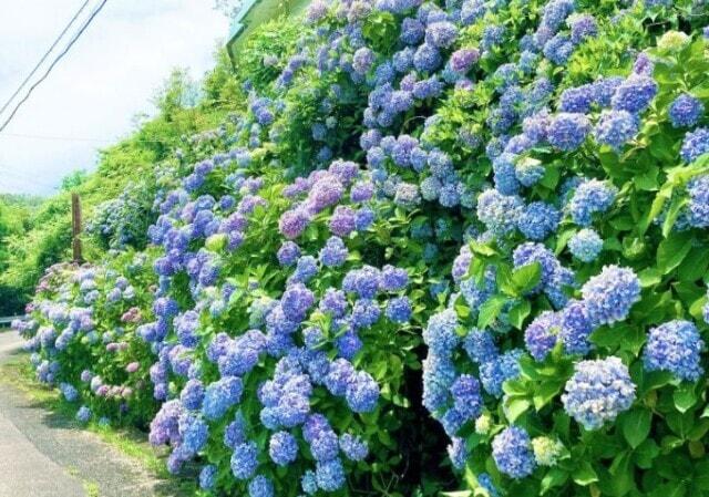【あじさい・見ごろ】内妻あじさいロード