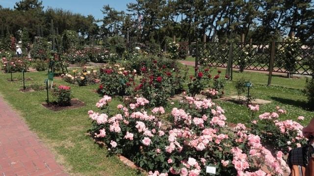 ROSE DE MAY