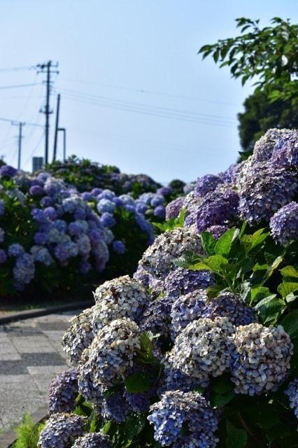 【あじさい・見ごろ】地球の丸く見える丘ふれあい広場
