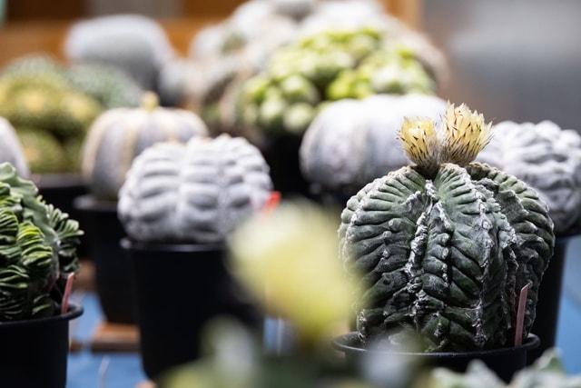 サボテンと多肉植物展