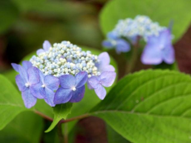 【あじさい・見ごろ】岡山県立森林公園