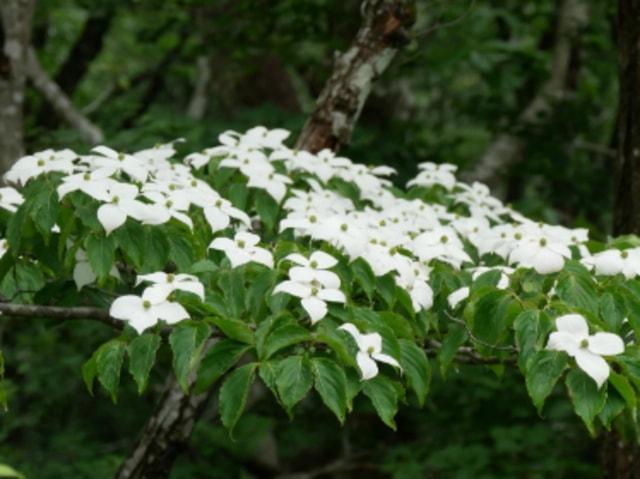 【花・見ごろ】岡山県立森林公園　ヤマボウシ（山法師）
