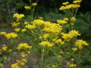 【花・見ごろ】越前町立福井総合植物園　プラントピア　オミナエシ