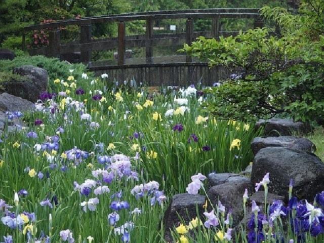 冠山総合公園　第23回しょうぶ祭